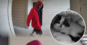 A man takes the innocent life of a little kitten who trusted him.