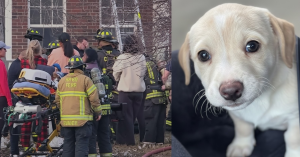 EVERYONE ESCAPED THE FIRE EXCEPT THEIR 2 DOGS, CHRISTMAS WILL NEVER FEEL THE SAME.