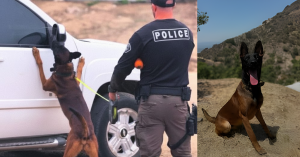 Police k-9 spike, who gave his life to protect the others around