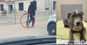 A KIND STRANGER REFUSED TO TURN AWAY AFTER SEEING A PUPPY IN PAIN