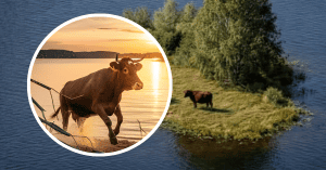 A COW IN POLAND MADE A DARING ESCAPE FROM SLAUGHTER HOUSE