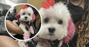 ENTIRE SCHOOL IS WISHING FOR HER RETURN,SHE WASN’T JUST A DOG