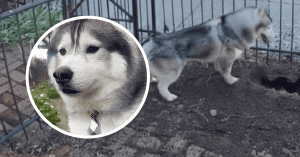 KOBE the husky EXPOSED A GAS LEAK IN PHILADELPHIA THAT COULD HAVE CAUSED AN EXPLOSION .