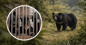 SOUTH KOREA HAS OFFICIALLY BANNED BEAR BILE FARMING STARTING IN 2026, ENDING A 40-YEAR-OLD PRACTICE WHERE BEARS WERE KEPT IN CAGES FOR THEIR BILE.