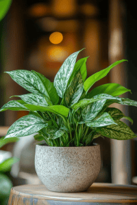 Office Plants With No Windows: 8 Low-Light Survivors