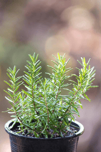 9 Plants That Mosquitoes and Flies Absolutely Can’t Stand