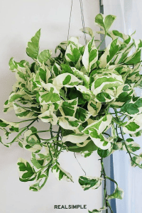 8 Polished Indoor Plant Ideas for a Stylish, Modern Home