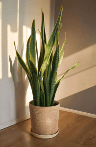 Top 8 Indoor Plants that Bring Positive Energy and Good Vibes