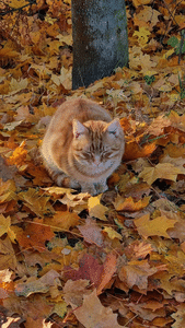 10 Cute Autumn Cat Moments Worth Capturing