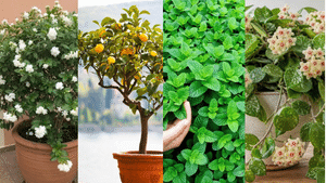 12 Best Indoor Plants That Smell Amazing